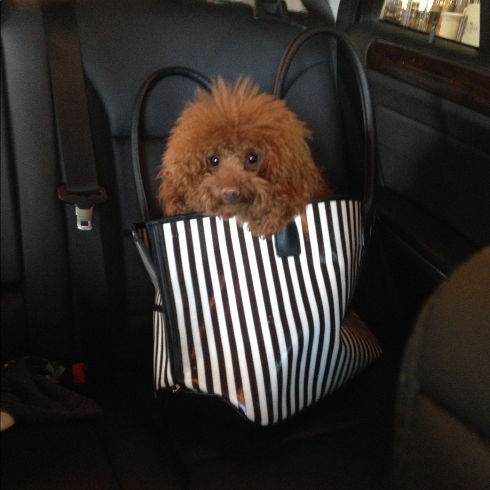 COPY - Rare Henri Bendel Pet Carry bag